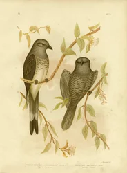 Graucalus terrestre ou Pie-grièche terrestre, 1891